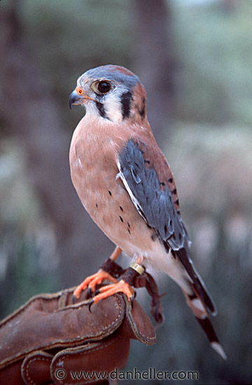 falcon-2.jpg