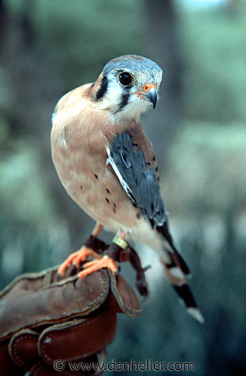 falcon-3.jpg