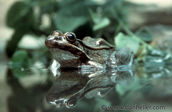 frog.jpg
