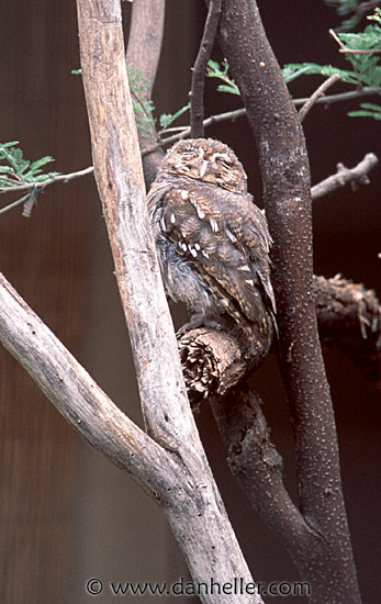 owl-2.jpg