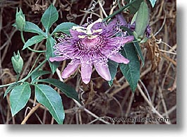 images/UnitedStates/Arizona/Tucson/DesertMuseum/purple-flower.jpg
