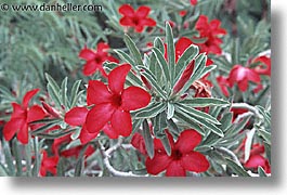 images/UnitedStates/Arizona/Tucson/DesertMuseum/red-flower.jpg