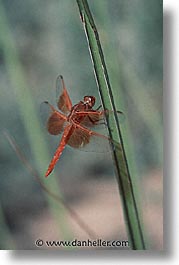images/UnitedStates/Arizona/Tucson/Misc/dragonfly.jpg