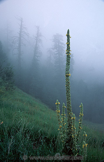 tall-yellow-flower.jpg