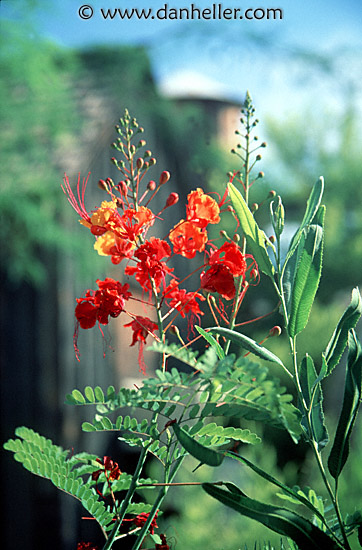 red-flower-1.jpg