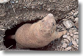 america, arizona, desert southwest, homes, horizontal, north america, prairie dogs, tucson, united states, western usa, photograph