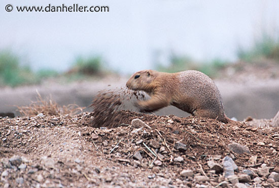 prairie_dog-digging.jpg