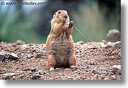 america, arizona, desert southwest, horizontal, north america, prairie dogs, tucson, twig, united states, western usa, photograph