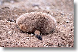 america, arizona, desert southwest, horizontal, load, north america, prairie dogs, tucson, united states, western usa, wide, photograph