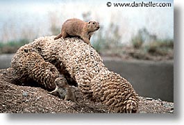 america, arizona, desert southwest, homes, horizontal, north america, prairie dogs, tucson, united states, western usa, photograph