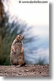 america, arizona, desert southwest, north america, prairie dogs, standing, tucson, united states, vertical, western usa, photograph