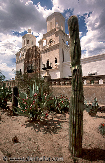 san-savier-cactus.jpg
