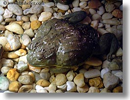 african, america, animal kingdom, bullfrog, disney, florida, horizontal, north america, orlando, slow exposure, united states, photograph