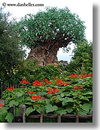 america, animal kingdom, baobob, disney, florida, north america, orlando, united states, vertical, photograph