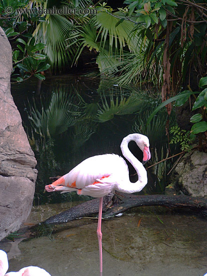 flamingo-1.jpg