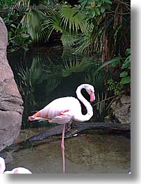 america, animal kingdom, disney, flamingo, florida, north america, orlando, united states, vertical, photograph