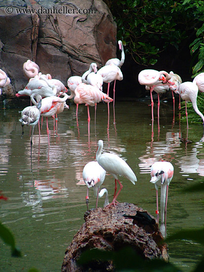 flamingo-3.jpg