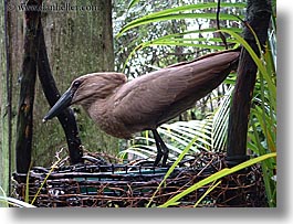 america, animal kingdom, birds, disney, florida, funky, horizontal, north america, orlando, united states, photograph