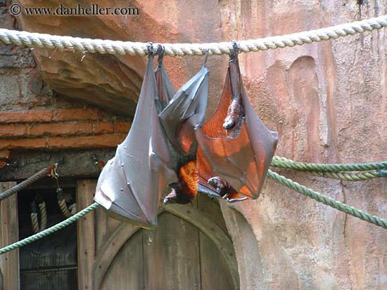 giant-flying-fox-1.jpg