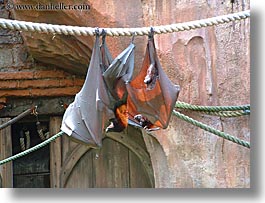 america, animal kingdom, disney, florida, flying, fox, giants, horizontal, north america, orlando, united states, photograph