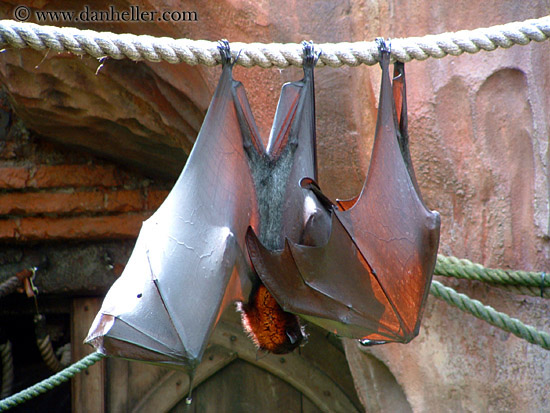 giant-flying-fox-2.jpg