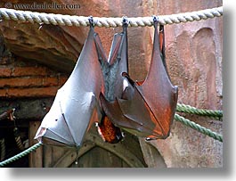 america, animal kingdom, disney, florida, flying, fox, giants, horizontal, north america, orlando, united states, photograph