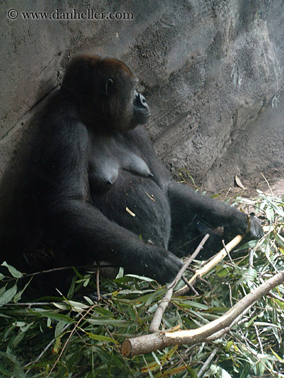 gorilla-1.jpg