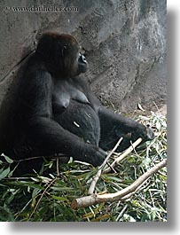 images/UnitedStates/Florida/Orlando/Disney/AnimalKingdom/gorilla-1.jpg