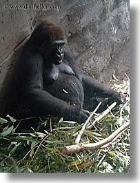 america, animal kingdom, disney, florida, gorilla, north america, orlando, united states, vertical, photograph