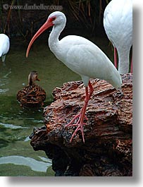 america, animal kingdom, beaks, disney, florida, hooked, north america, orlando, united states, vertical, photograph