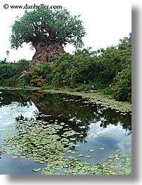 america, animal kingdom, disney, florida, jungle, north america, orlando, rivers, united states, vertical, photograph