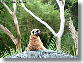 america, animal kingdom, animals, disney, florida, horizontal, kings, lions, north america, orlando, united states, photograph