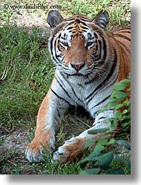 america, animal kingdom, disney, florida, north america, orlando, tigers, united states, vertical, photograph