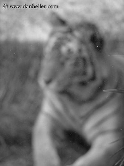 tiger-blur.jpg