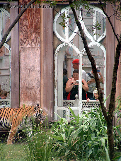 tiger-viewing-1.jpg