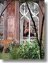 america, animal kingdom, disney, florida, north america, orlando, tigers, united states, vertical, viewing, photograph