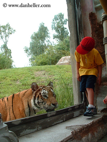 tiger-viewing-2.jpg