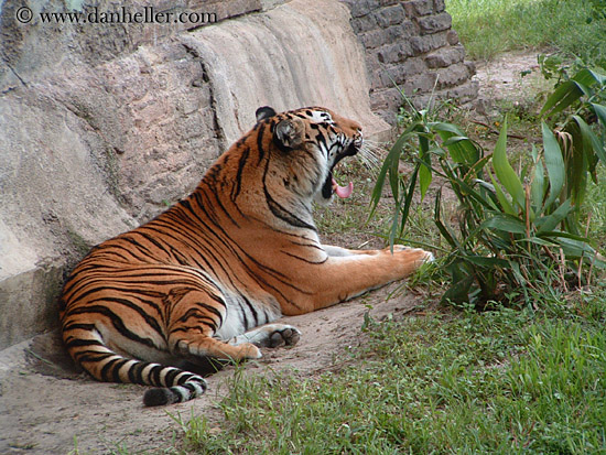 tiger-yawn-1.jpg