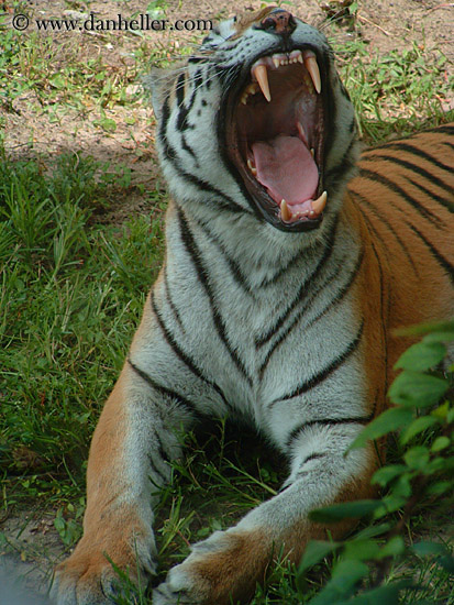 tiger-yawn-2.jpg