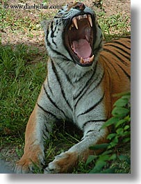 america, animal kingdom, disney, florida, north america, orlando, tigers, united states, vertical, yawn, photograph