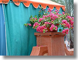 america, bougainvilleas, disney, florida, horizontal, north america, orlando, united states, photograph