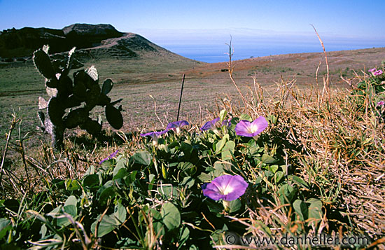 flower-landscape.jpg