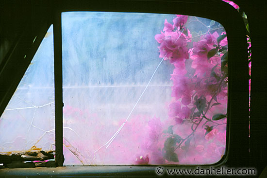 flower-window.jpg