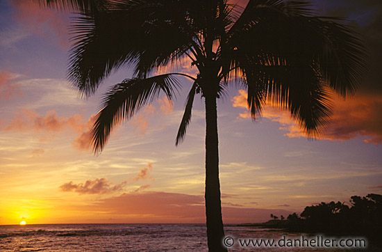 palm-sunset01.jpg