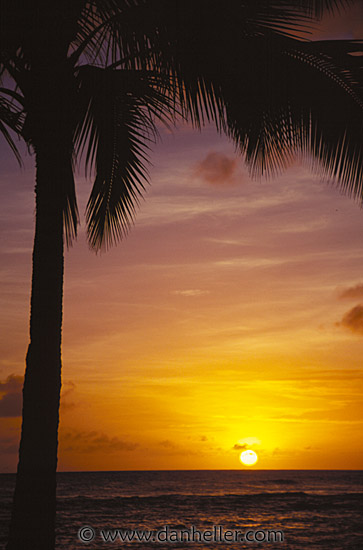 palm-sunset02.jpg