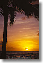 america, hawaii, north america, palms, sunsets, united states, vertical, photograph