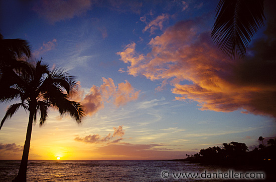 palm-sunset03.jpg