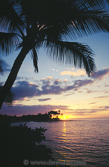 palm-sunset04.jpg