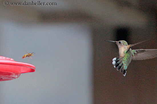 humming-bird-03.jpg