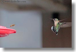 america, birds, hells canyon, horizontal, humming, idaho, north america, united states, photograph